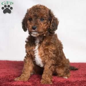 Jaren, Cavapoo Puppy
